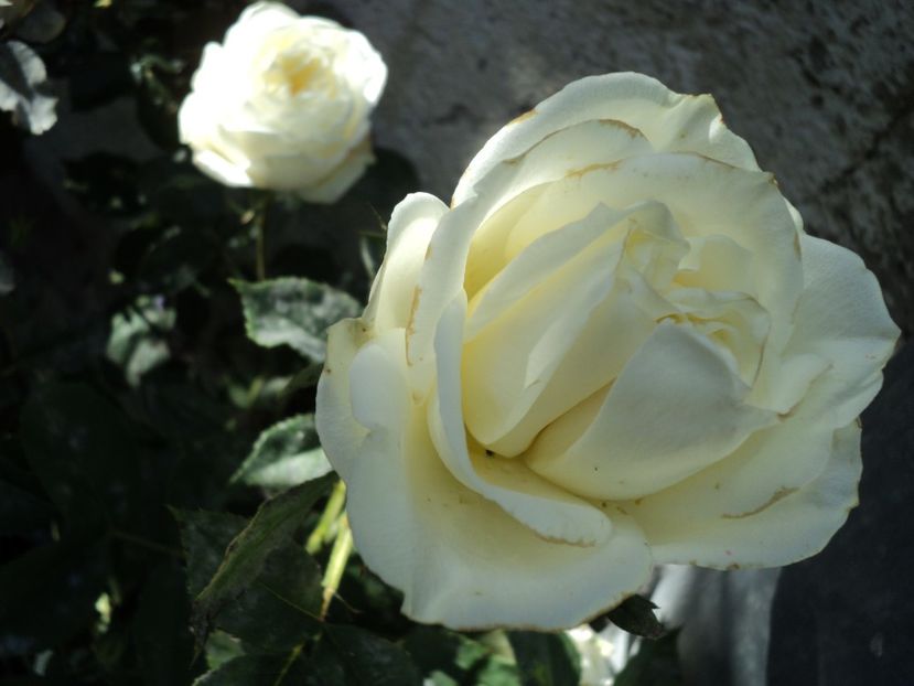 iunie 2020 - Necunoscut - alb