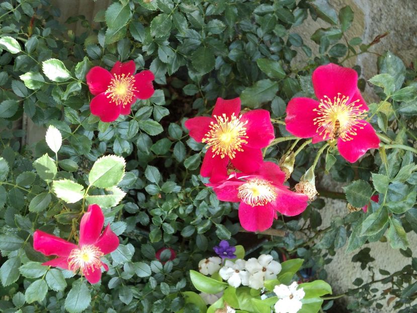  - Purple Haze _Bienenweide rot