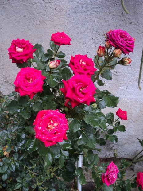 iunie 2020 - Magic hit