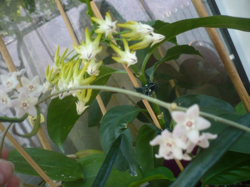 P1440575 - HOYA 2020-1