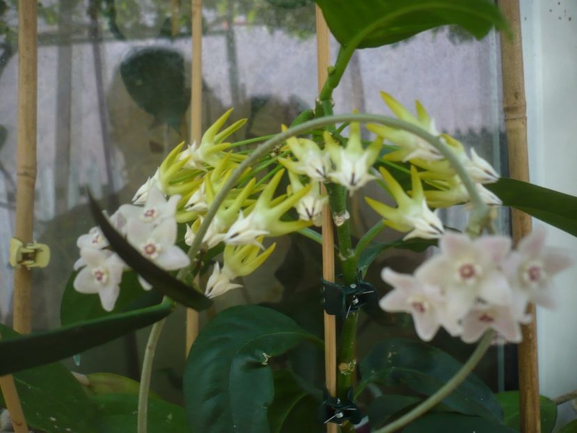 P1440576 - HOYA 2020-1