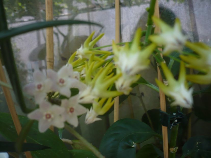 P1440580 - HOYA 2020-1