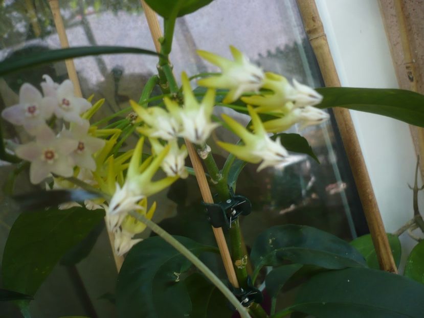 P1440582 - HOYA 2020-1