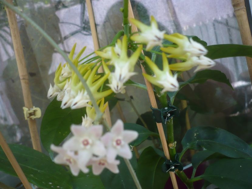 P1440583 - HOYA 2020-1