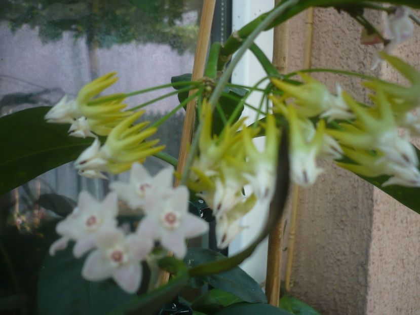P1440585 - HOYA 2020-1