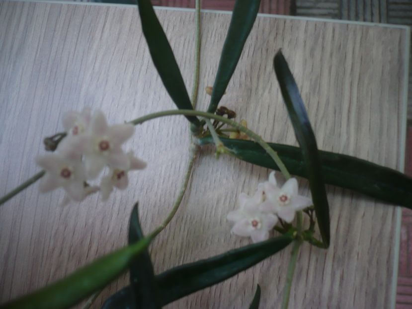 P1440607 - HOYA 2020-1