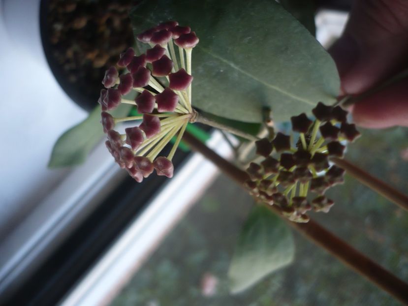 P1440615 - HOYA 2020-1