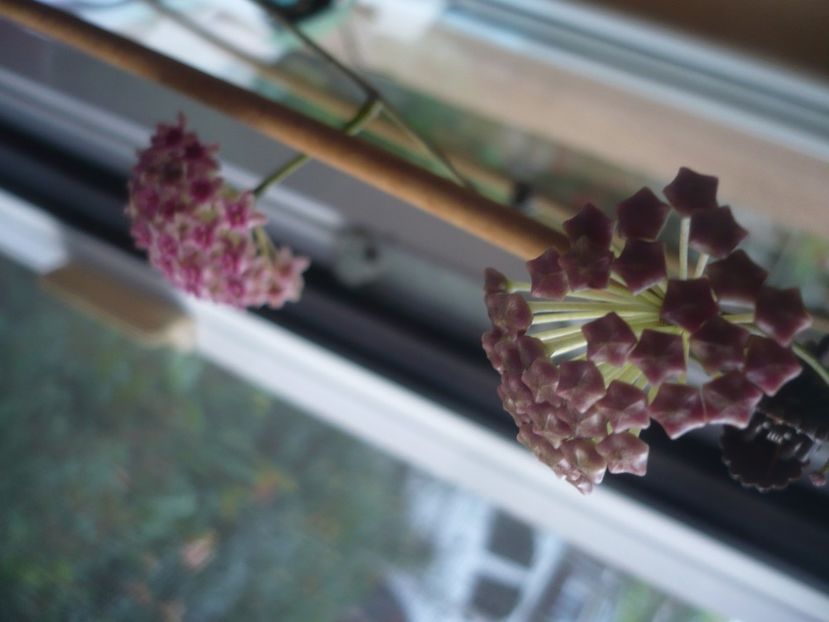 P1440616 - HOYA 2020-1