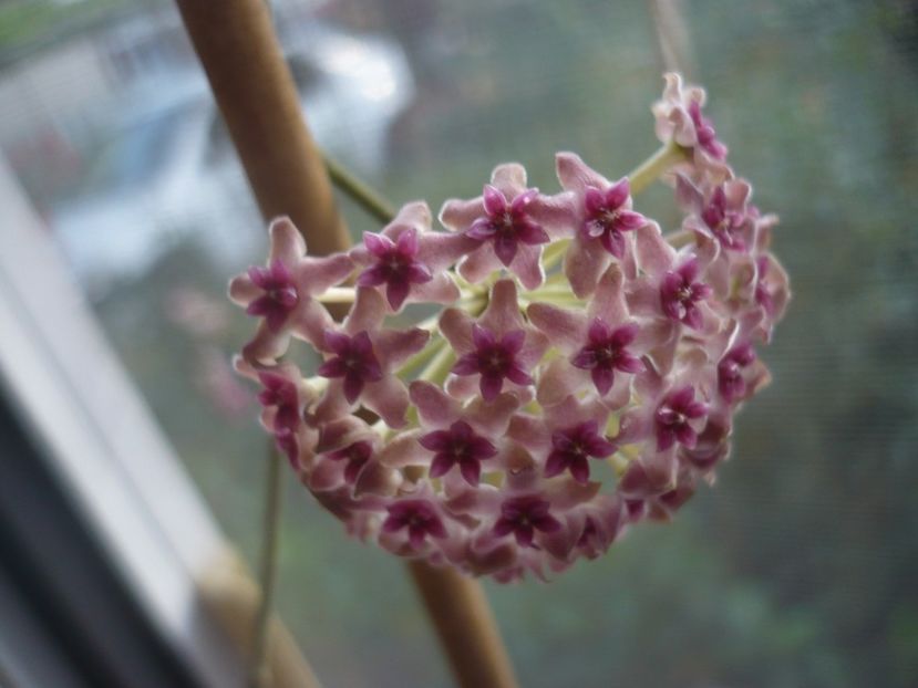 P1440618 - HOYA 2020-1