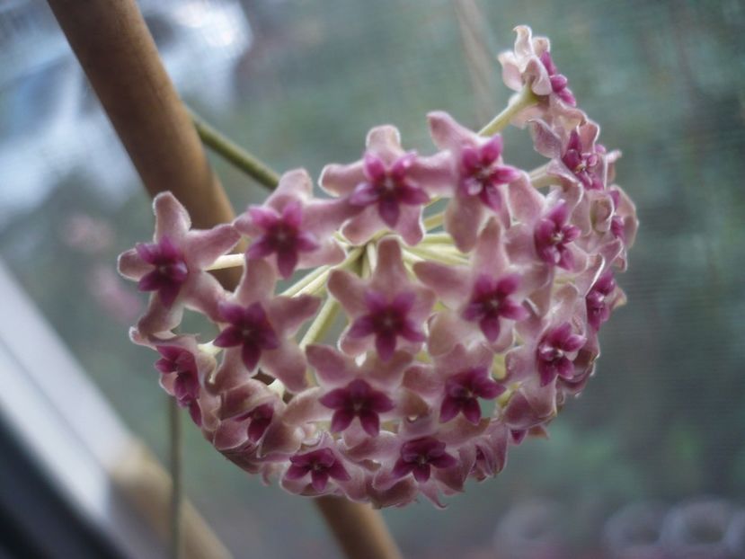 P1440619 - HOYA 2020-1