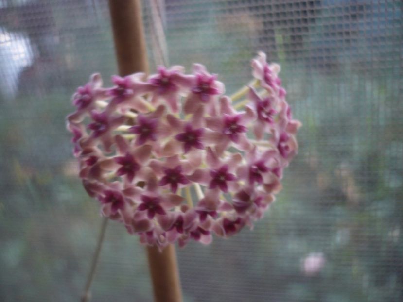 P1440620 - HOYA 2020-1