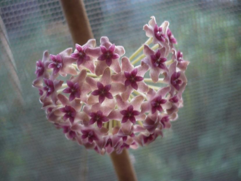 P1440622 - HOYA 2020-1