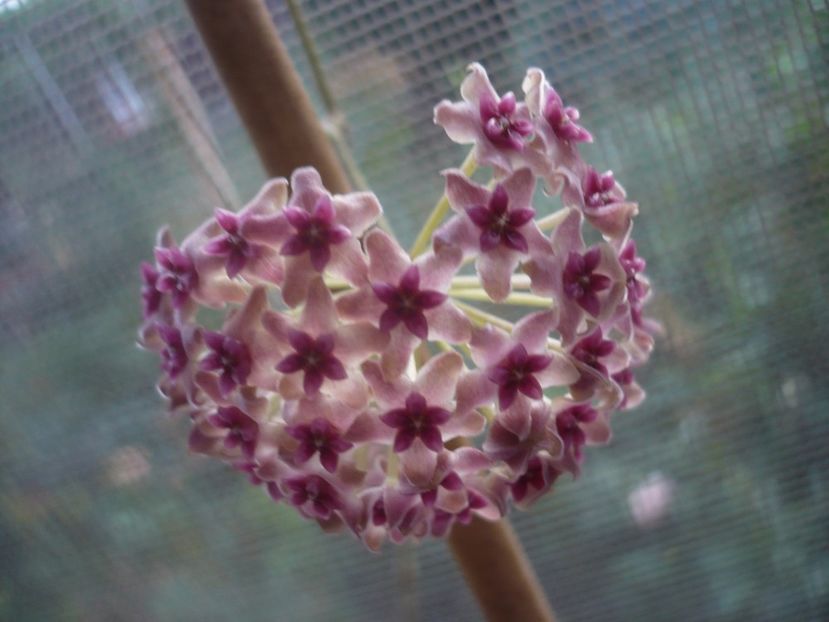 P1440623 - HOYA 2020-1