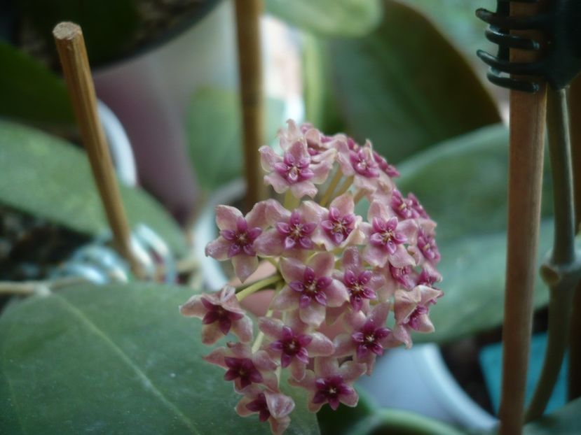 P1440625 - HOYA 2020-1