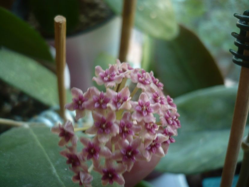 P1440626 - HOYA 2020-1