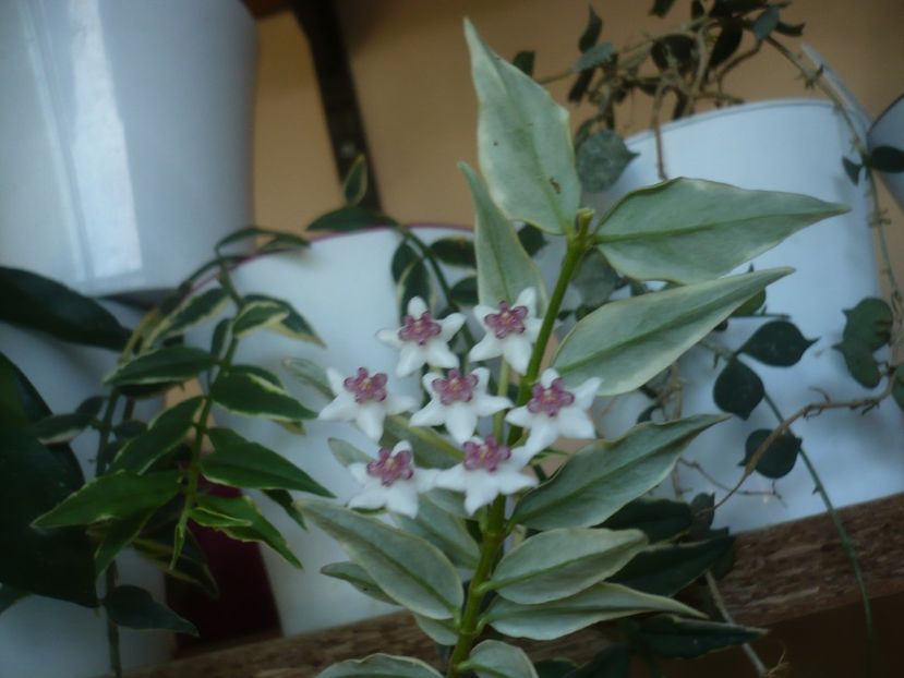 P1440647 - HOYA 2020-1
