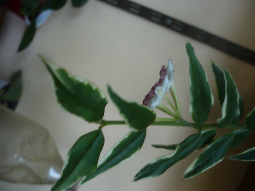 P1440648 - HOYA 2020-1