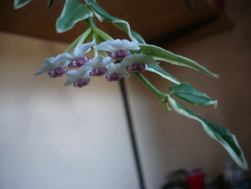 P1440649 - HOYA 2020-1