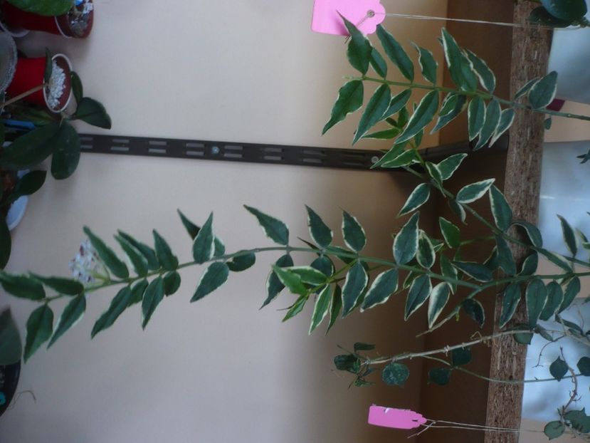 P1440651 - HOYA 2020-1