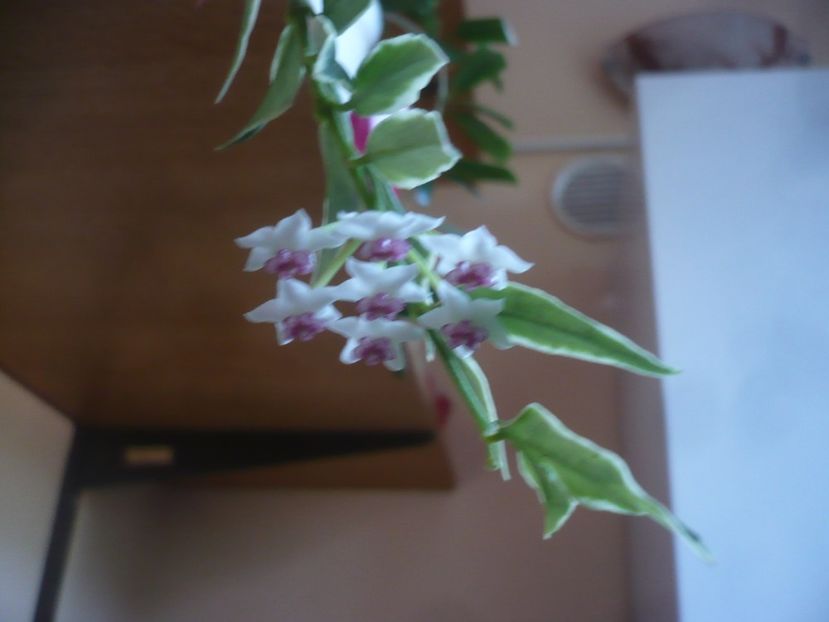 P1440652 - HOYA 2020-1