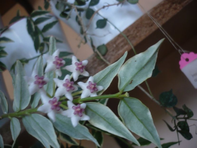 P1440653 - HOYA 2020-1
