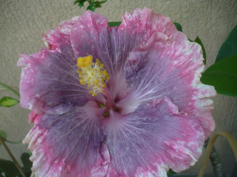 P1440586 - HIBISCUSI 2020-1