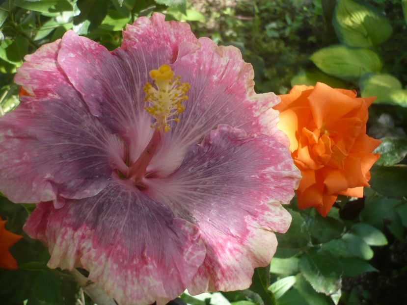 P1440587 - HIBISCUSI 2020-1