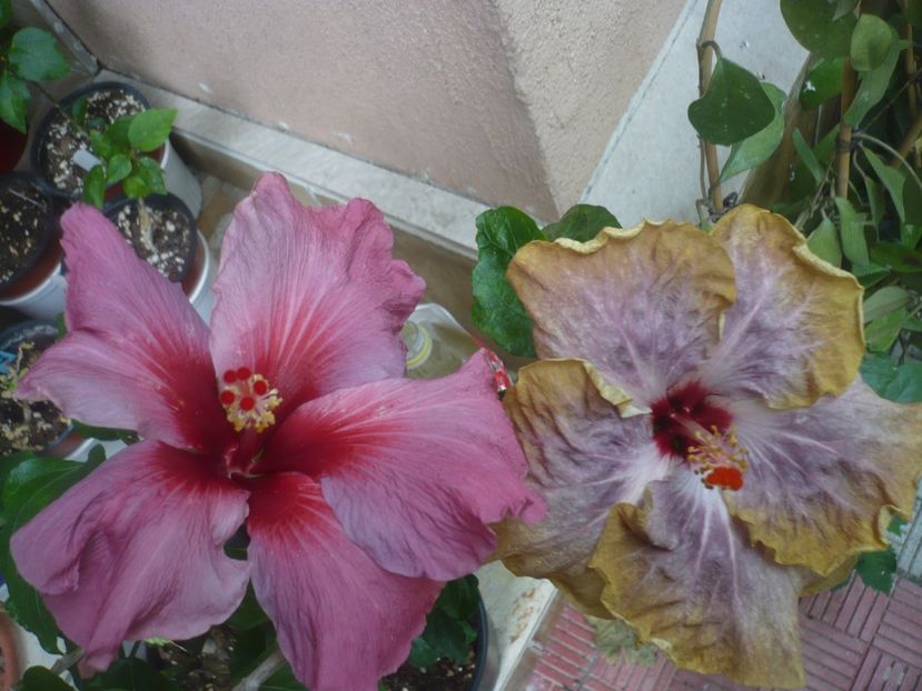 P1440595 - HIBISCUSI 2020-1