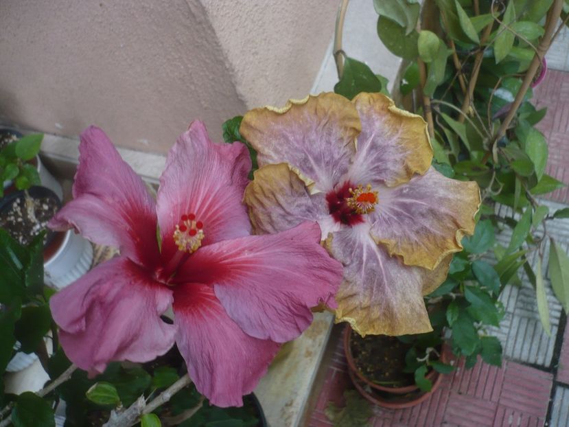 P1440596 - HIBISCUSI 2020-1