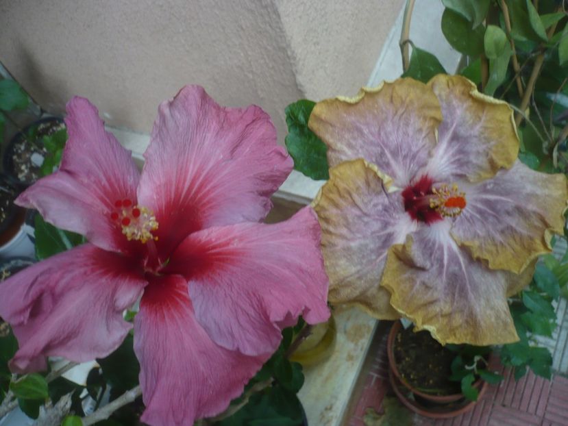 P1440597 - HIBISCUSI 2020-1