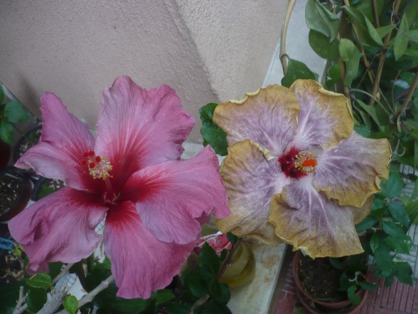 P1440598 - HIBISCUSI 2020-1