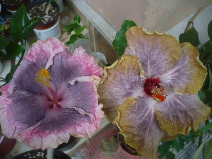 P1440601 - HIBISCUSI 2020-1