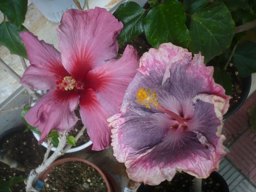 P1440602 - HIBISCUSI 2020-1