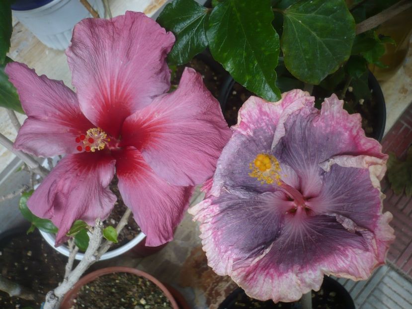 P1440603 - HIBISCUSI 2020-1