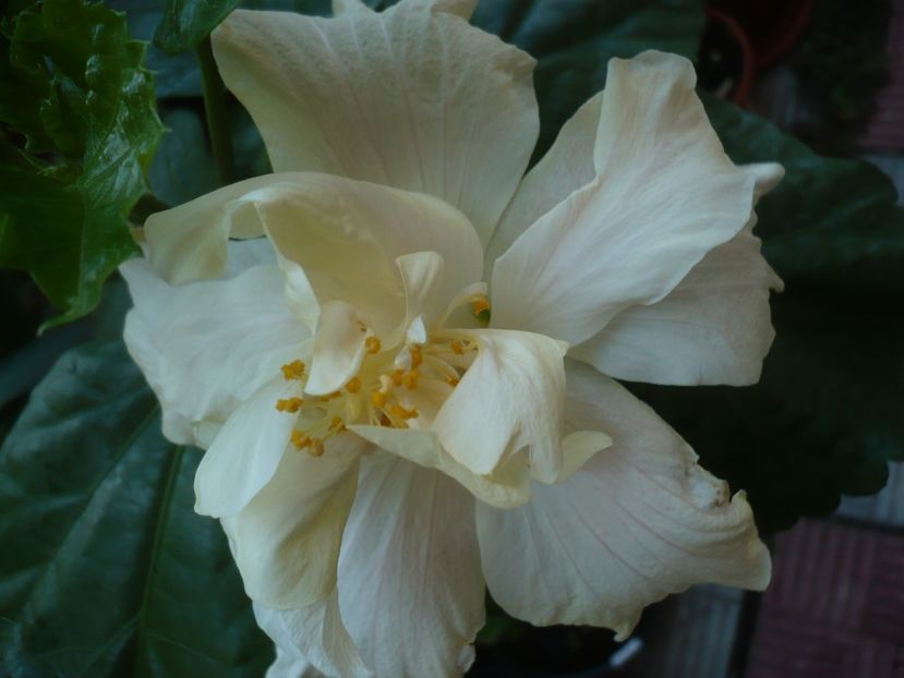 P1440630 - HIBISCUSI 2020-1