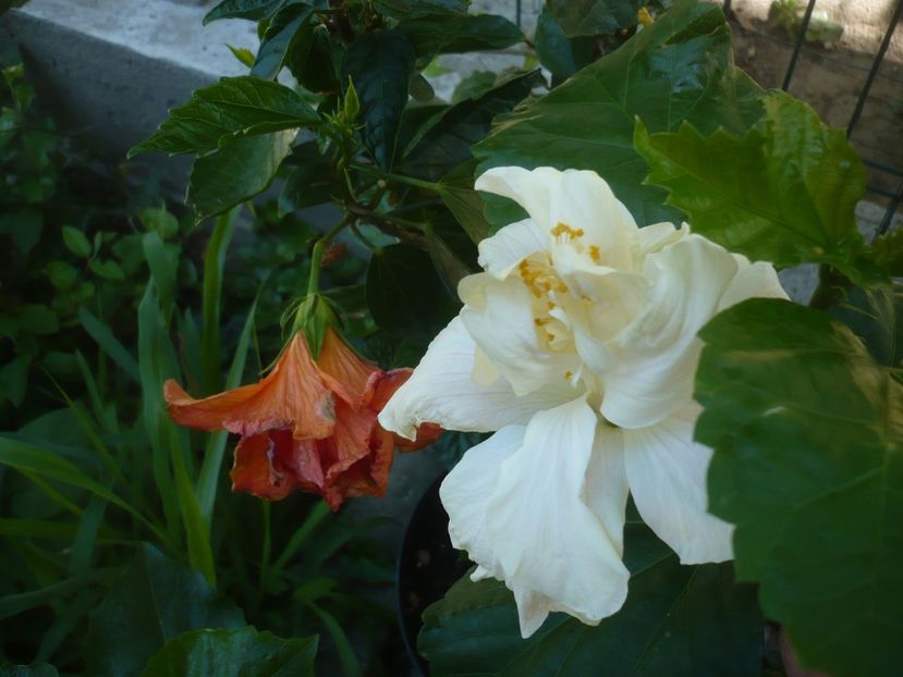 P1440631 - HIBISCUSI 2020-1