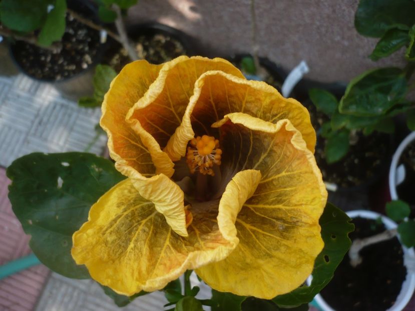 29.06.2020 - HIBISCUSI 2020-1