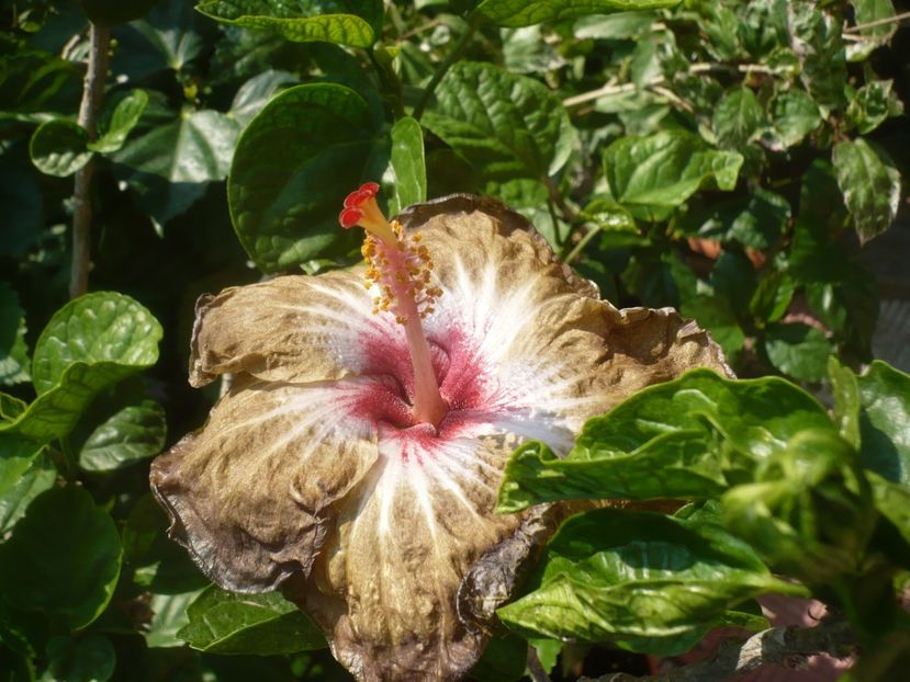 P1440635 - HIBISCUSI 2020-1