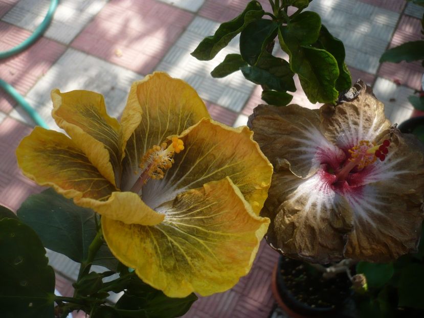 P1440638 - HIBISCUSI 2020-1