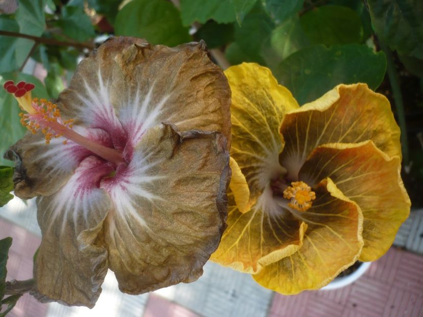 P1440640 - HIBISCUSI 2020-1