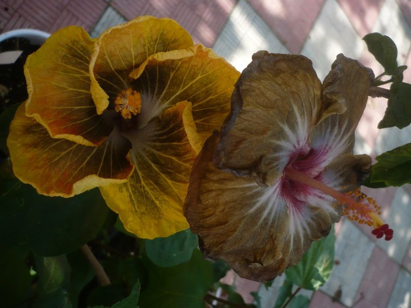 P1440641 - HIBISCUSI 2020-1