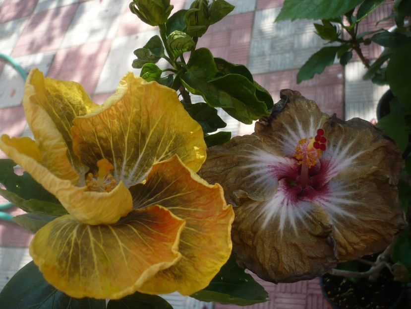 P1440642 - HIBISCUSI 2020-1