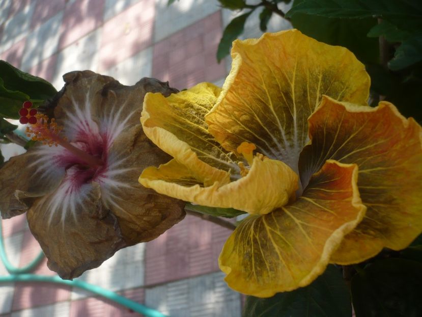 P1440643 - HIBISCUSI 2020-1