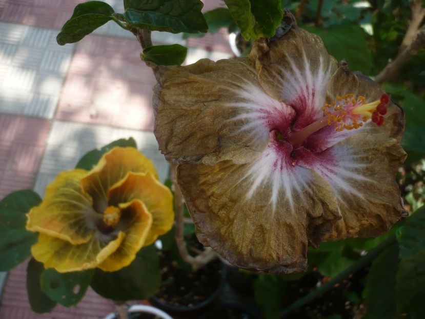 P1440644 - HIBISCUSI 2020-1