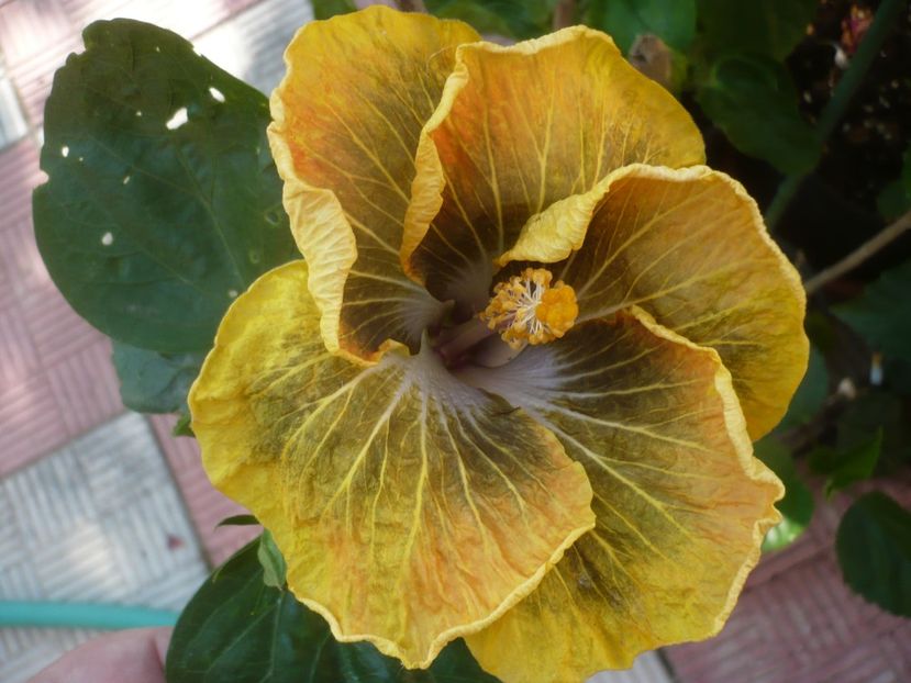 P1440645 - HIBISCUSI 2020-1