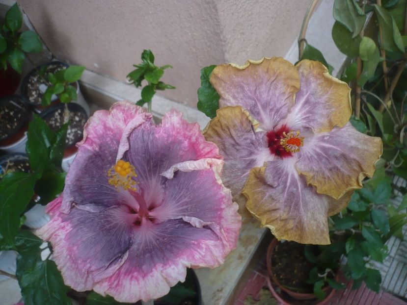 P1440599 - Purple Pashmina