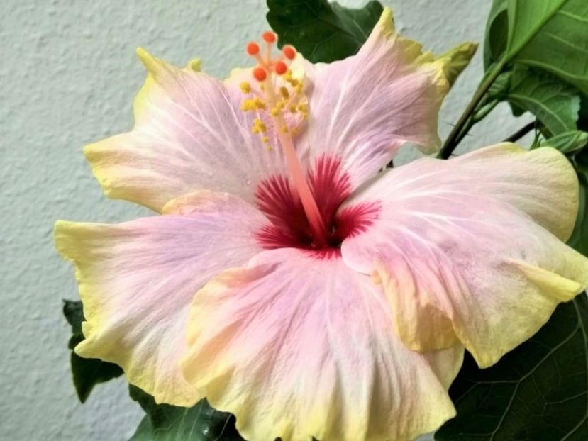 3 - Hibiscus din seminte 2020-2021