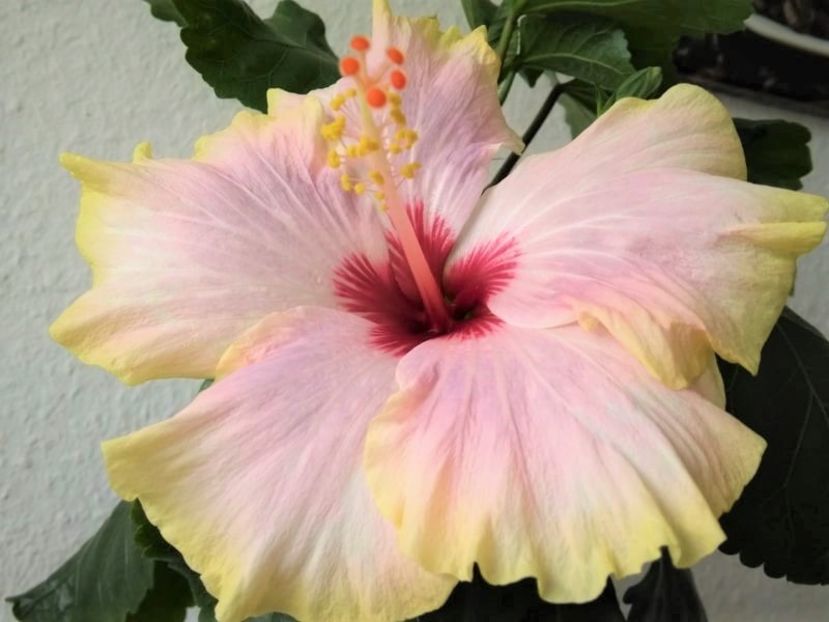  - Hibiscus din seminte 2020-2021