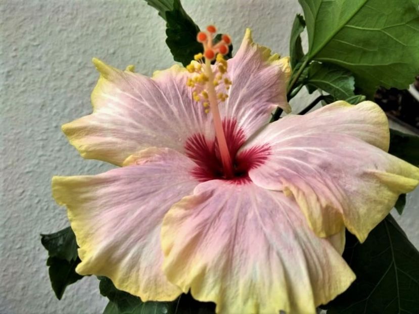  - Hibiscus din seminte 2020-2021