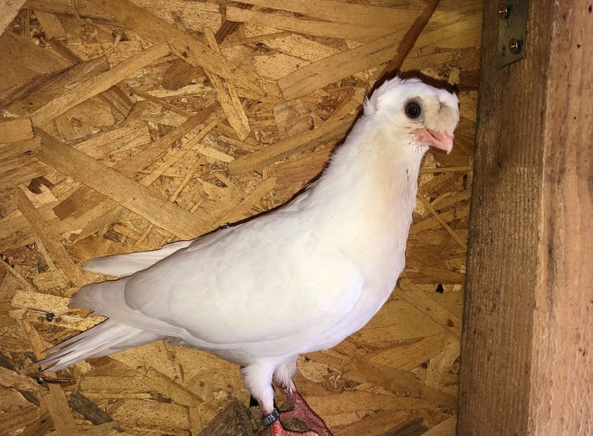 8675  mascul  2020_2 - pui 2020 BM